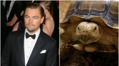 Celebrity zvieratá: obyčajné a nie veľmi